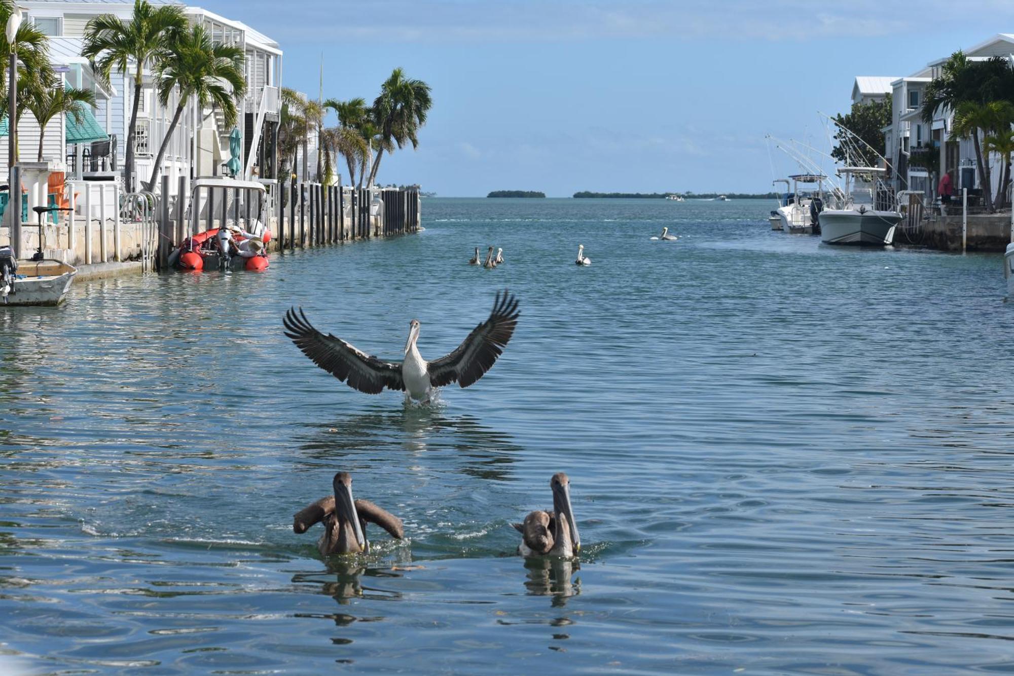 Pelican'S Roost, Waterfront Comfort At Venture Out Cudjoe Key Exterior foto